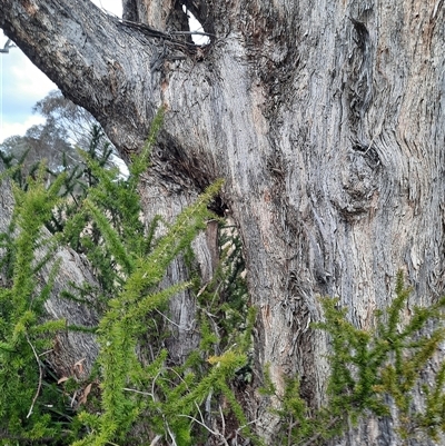Eucalyptus (genus) (A Gum Tree) at Greenway, ACT - 15 Jun 2023 by MB