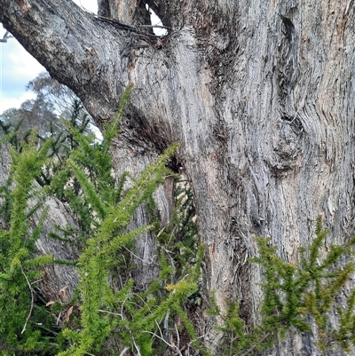 Eucalyptus sp. (A Gum Tree) at Greenway, ACT - 15 Jun 2023 by MB