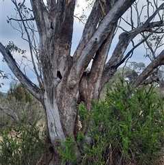 Eucalyptus sp. at Greenway, ACT - suppressed