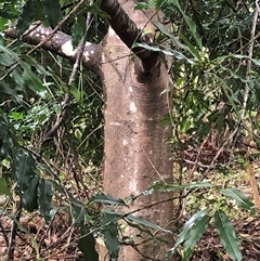 Unidentified Other Tree at Kungala, NSW - 16 Nov 2024 by donnanchris