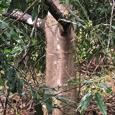 Unidentified Other Tree at Kungala, NSW - 16 Nov 2024 by donnanchris