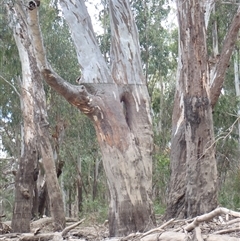 Eucalyptus sp. (A Gum Tree) at Kyalite, NSW - 30 Nov 2023 by MB