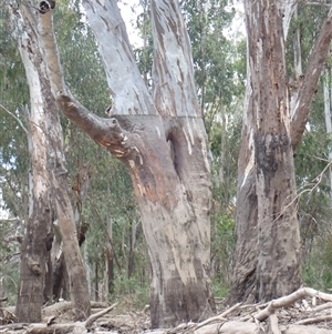 Eucalyptus sp. at Kyalite, NSW - suppressed