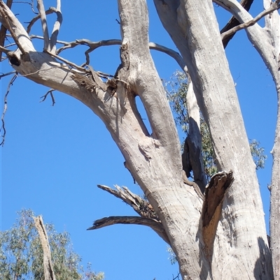 Eucalyptus sp. (A Gum Tree) at Kyalite, NSW - 30 Nov 2023 by MB