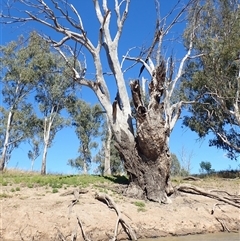 Eucalyptus sp. at Kyalite, NSW - 30 Nov 2023