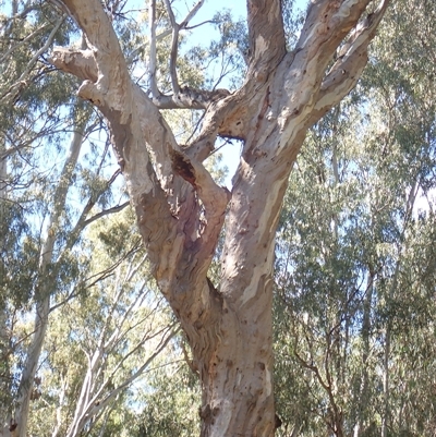 Eucalyptus sp. (A Gum Tree) at Kyalite, NSW - 30 Nov 2023 by MB