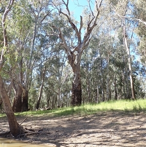 Eucalyptus sp. at Kyalite, NSW - suppressed