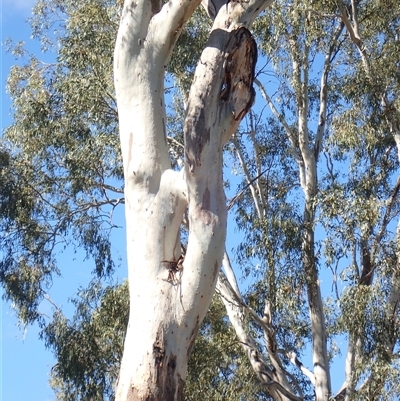 Eucalyptus sp. (A Gum Tree) at Kyalite, NSW - 30 Nov 2023 by MB