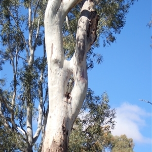 Eucalyptus sp. at Kyalite, NSW - suppressed