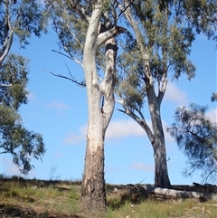 Eucalyptus (genus) at Kyalite, NSW - suppressed
