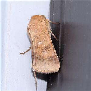 Australothis rubrescens at Turner, ACT - 9 Nov 2024 09:09 PM