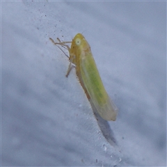 Cicadellidae (family) (Unidentified leafhopper) at Turner, ACT - 9 Nov 2024 by ConBoekel