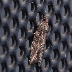 Capua dura (A Tortricid moth) at Turner, ACT - 9 Nov 2024 by ConBoekel