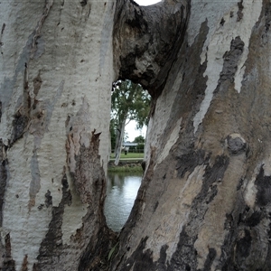 Eucalyptus sp. at Clermont, QLD by MB