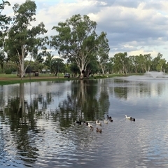 Eucalyptus (genus) at Clermont, QLD - suppressed