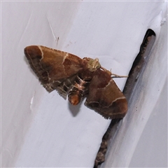 Pyralis farinalis (Meal Moth (Pyralinae) at Turner, ACT - 9 Nov 2024 by ConBoekel