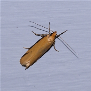 Philobota protecta at Turner, ACT - 9 Nov 2024 08:56 PM