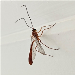 Unidentified Parasitic wasp (numerous families) at Braidwood, NSW - 16 Nov 2024 by MatthewFrawley