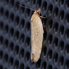 Epiphyas caryotis (A Tortricid moth) at Turner, ACT - 9 Nov 2024 by ConBoekel