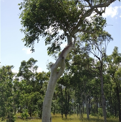 Corymbia sp. (A Bloodgum) at Cape Gloucester, QLD - 2 Apr 2019 by MB