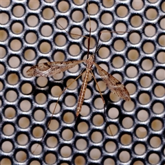 Unidentified Long-legged Fly (Dolichopodidae) at Turner, ACT - 9 Nov 2024 by ConBoekel