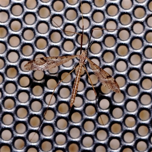 Austrolimnophila antiqua (Crane fly) at Turner, ACT by ConBoekel