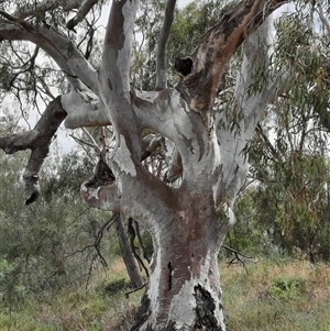 Eucalyptus sp. at Maude, NSW by MB