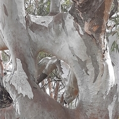 Eucalyptus camaldulensis at suppressed - suppressed