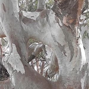 Eucalyptus camaldulensis at suppressed - suppressed