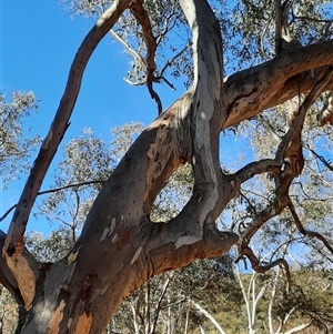 Eucalyptus rossii at Ainslie, ACT - suppressed