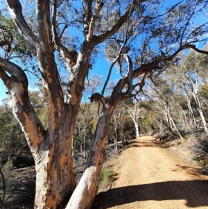 Eucalyptus rossii at Ainslie, ACT - suppressed