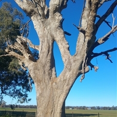 Eucalyptus sp. (A Gum Tree) at Cowra, NSW - 8 Jul 2020 by MB