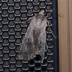 Agrotis munda (Brown Cutworm) at Turner, ACT - 9 Nov 2024 by ConBoekel