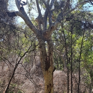 Corymbia maculata (Spotted Gum) at Pebbly Beach, NSW by MB