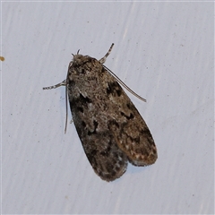 Philobota philostaura (A Concealer moth (Philobota group)) at Turner, ACT - 9 Nov 2024 by ConBoekel