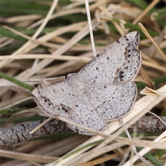 Taxeotis intextata (Looper Moth, Grey Taxeotis) at O'Connor, ACT - 9 Nov 2024 by ConBoekel