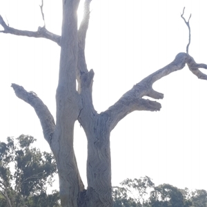 Eucalyptus sp. at Cootamundra, NSW - suppressed