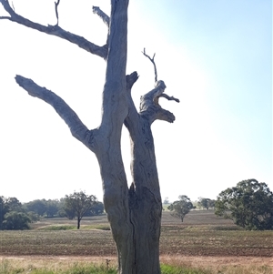 Eucalyptus sp. at Cootamundra, NSW - suppressed