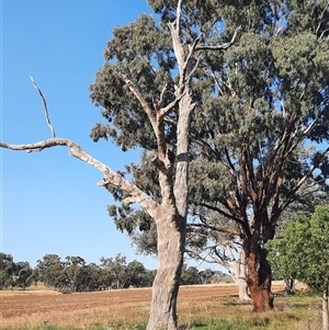 Eucalyptus sp. at Cootamundra, NSW - suppressed