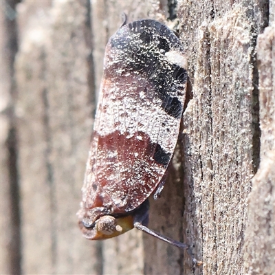 Platybrachys decemmacula (Green-faced gum hopper) at Lyneham, ACT - 9 Nov 2024 by ConBoekel