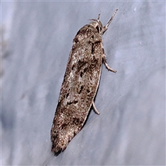 Philobota philostaura (A Concealer moth (Philobota group) at Turner, ACT - 8 Nov 2024 by ConBoekel