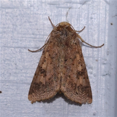 Helicoverpa (genus) (A bollworm) at Turner, ACT - 8 Nov 2024 by ConBoekel