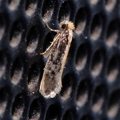 Monopis crocicapitella (Bird Nest Moth) at Turner, ACT - 8 Nov 2024 by ConBoekel