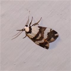 Thallarcha albicollis (Crossed Footman) at Turner, ACT - 8 Nov 2024 by ConBoekel