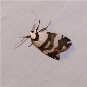 Thallarcha albicollis at Turner, ACT - 8 Nov 2024