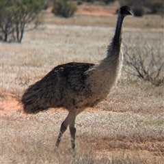 Dromaius novaehollandiae (Emu) at Tibooburra, NSW - 13 Nov 2024 by Darcy