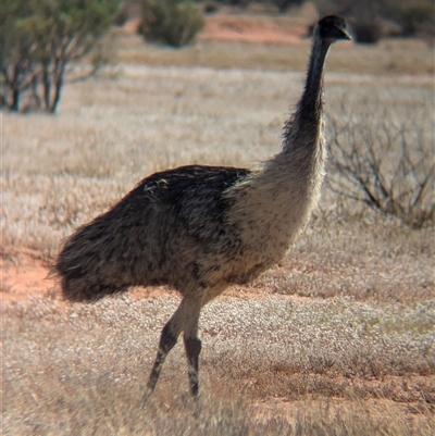 Dromaius novaehollandiae (Emu) at Tibooburra, NSW - 14 Nov 2024 by Darcy