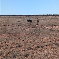 Dromaius novaehollandiae at Tibooburra, NSW - 14 Nov 2024