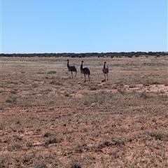 Dromaius novaehollandiae at Tibooburra, NSW - 14 Nov 2024