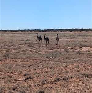 Dromaius novaehollandiae at Tibooburra, NSW - 14 Nov 2024 09:25 AM